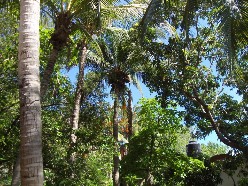 El Almendro Hotel Puerto Ángel Buitenkant foto